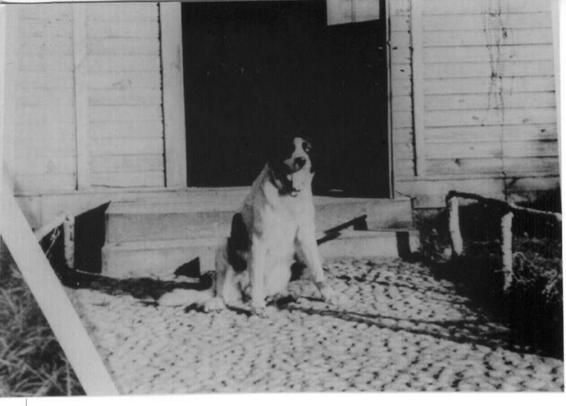Barry the  dog in Treblinka 